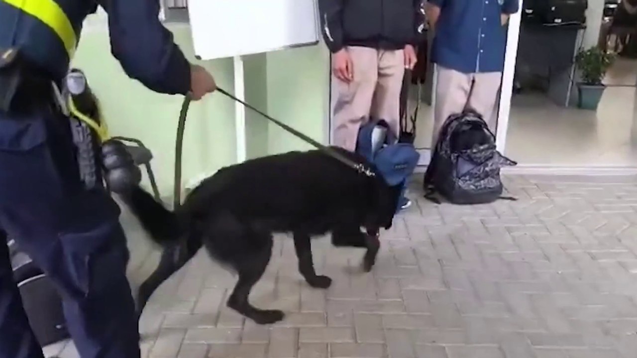 tn7-Realizan operativo con perros entrenados para buscar droga en colegios de Cartago-060325