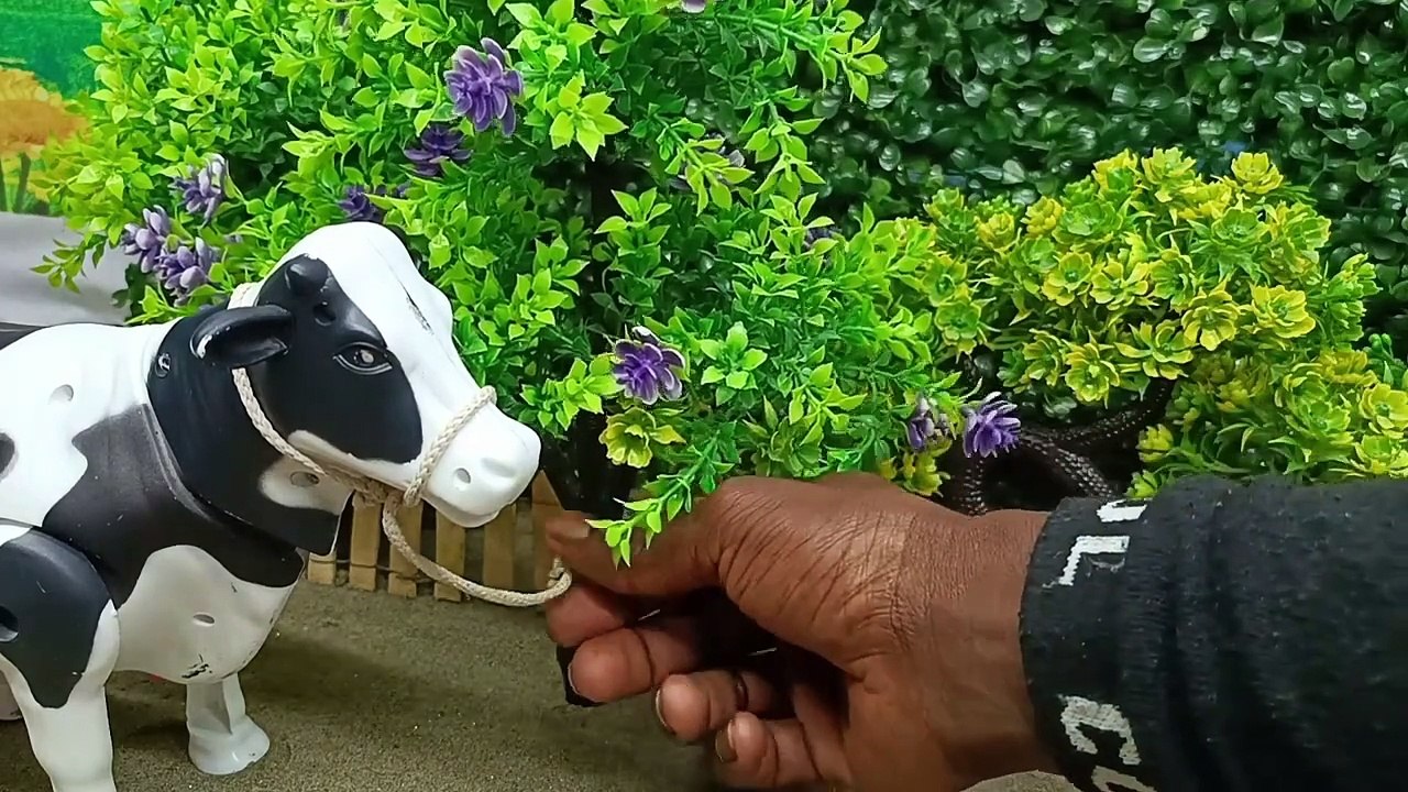 Mantap... !!! Proses Potong Sapi Kurban | Truk Oleng Menurunkan Sapi Lucu dan tractor angkut sapi