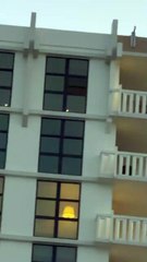 Avistamiento en Key Biscayne