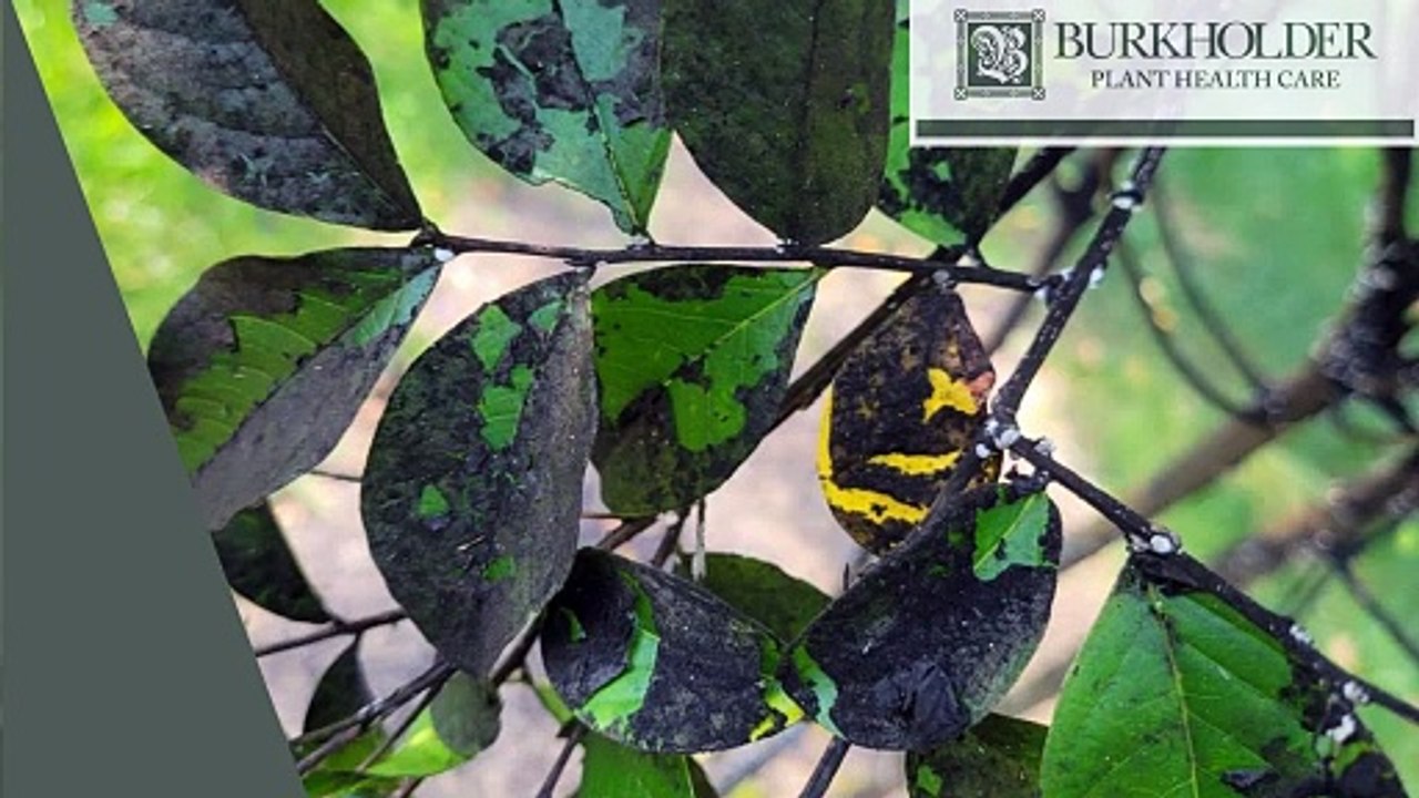 Scale Insects - Burkholder PHC