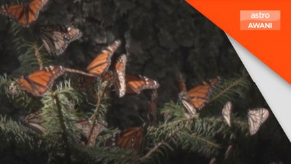 Populasi spesis rama rama terancam mula meningkat