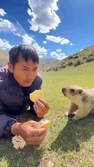 🦙✨ Dive into the fascinating world of **Marmots** in our latest video! Dis