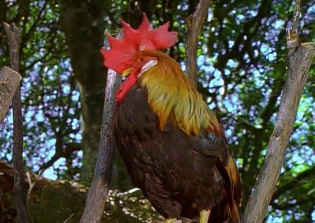 Die Robinsons  E10 - Die Meerjungfrau