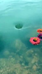 Cute Tiny Whirlpool in River! 😱😱😱 #shorts #shortsfeed #whirlpool