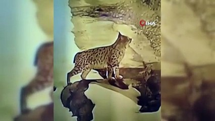 Açlıktan köye inen vaşak yiyecek aradı