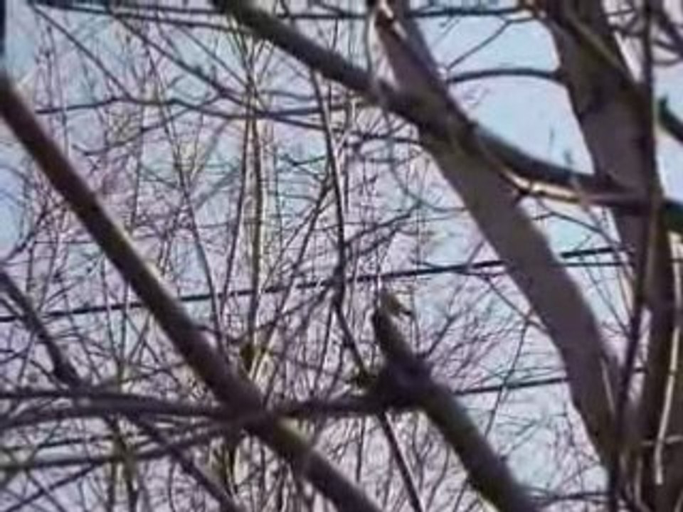 Chant oiseau