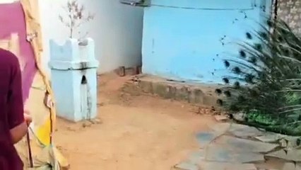 मुर्गियों के साथ मस्ती करता मोर