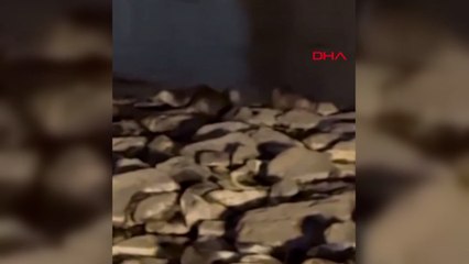 Diyarbakır'da görüntülendi: Hemen telefona sarıldılar