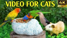 The Perfect Video for Cats to Watch and Enjoy - Bird and Squirrel For Cats To Watch