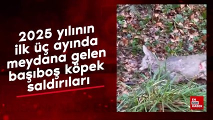 2025 yılının ilk üç ayında meydana gelen başıboş köpek saldırıları