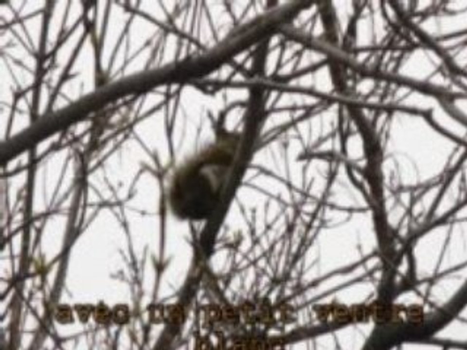 Montage écureuils 210x168