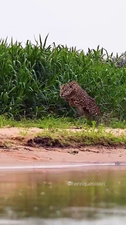 A hungry wildlife