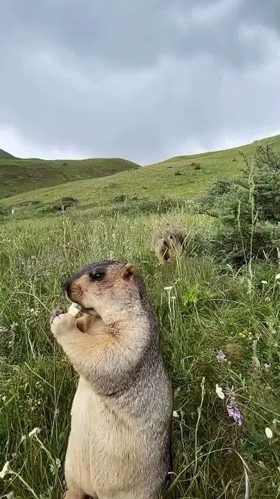 Wild animals