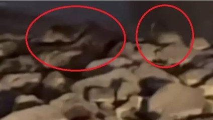 Diyarbakır’da 3 su samuru görüntülendi