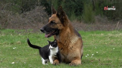 Chaque matin, ce papy de 96 ans prend son vélo pour gâter les animaux de son quartier (et tout le monde l’attend)