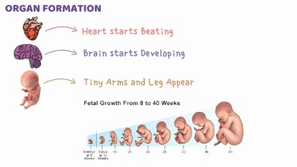 Overview of Embryology | Lecture # 01 | by Dr Hafiz Zain Ul Abideen