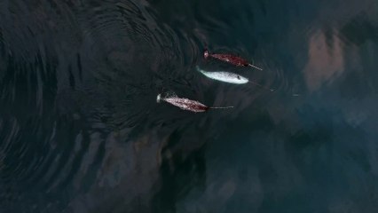 O'Corry-Crowe et al - Tusk use in narwhals - Video 1