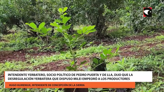 Intendente yerbatero, socio político de Pedro Puerta y de LLA, dijo que la desregulación yerbatera que dispuso Milei empeoró a los productores