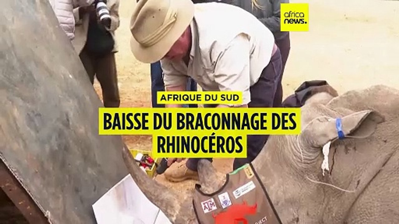 Afrique du sud : le braconnage a baissé de 16 %...