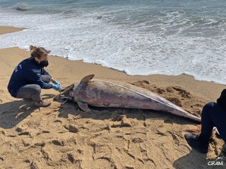 Rescate del cadáver de un delfín en la playa de Barcelona