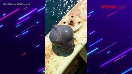 MISTERIUS! Nelayan di Rusia Menangkap Ikan Berwujud Alien