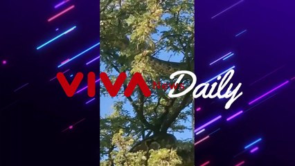 Bak Batang Pohon, Ular Terbesar di Dunia Bikin Terkejut