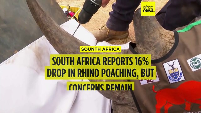 South Africa Reports 16% Drop in Rhino Poaching, but Concerns Remain