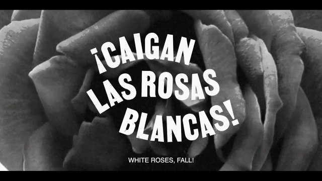 ¡Caigan las rosas blancas! – trailer | IFFR 2025