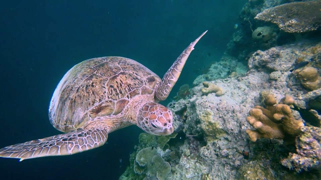 ScubaJunkie Mabul et Komodo
