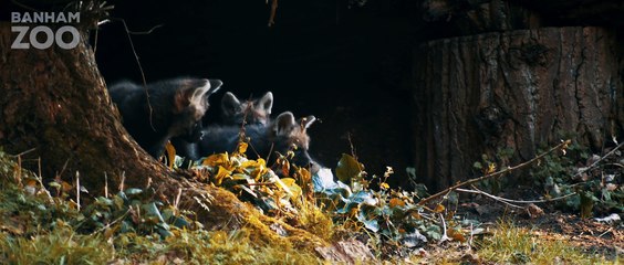 Maned Wolf Pups Video