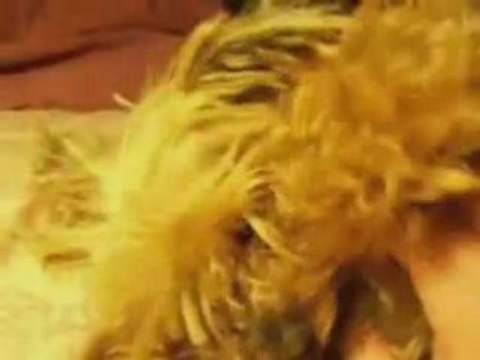 pilou et georges - pilou and georges