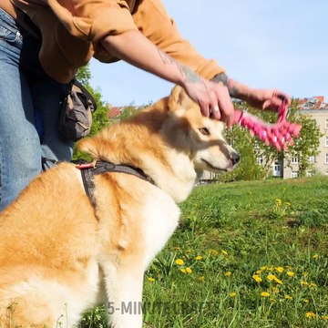 Mesmerising Jewelry Ideas for you and your Pets