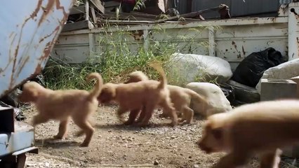 Amigos contra el Mal: Una Aventura Divertida"