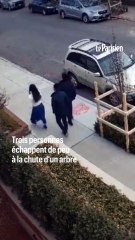 Trois personnes échappent à la chute d'un arbre à New York