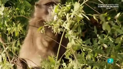 Desierto de Namibia: Documentales de Animales Increíbles