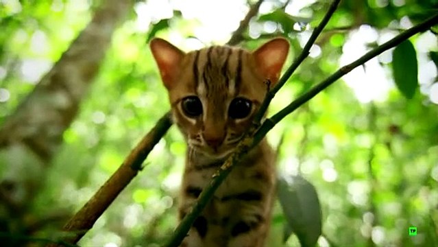 Felinos: Documentales Animales - Maravillas del Reino Animal
