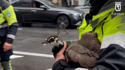 Rescatan a un pavo real en una calle de Madrid que ponía en peligro el tráfico