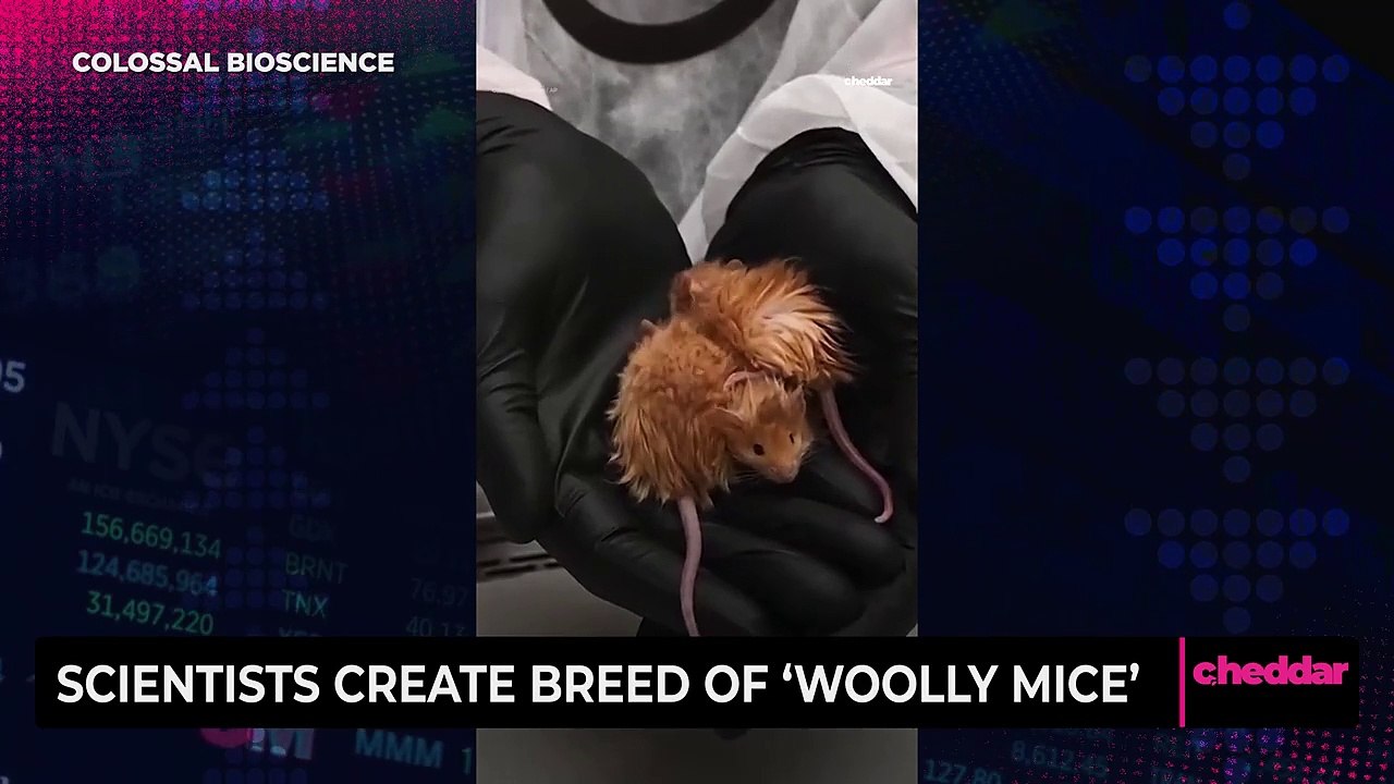 Scientists Create Breed of ‘Woolly Mice’