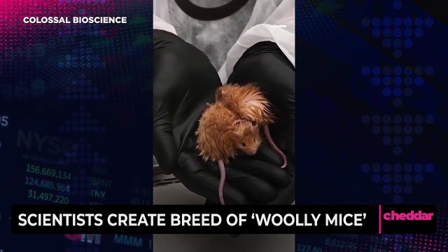 Scientists Create Breed of ‘Woolly Mice’