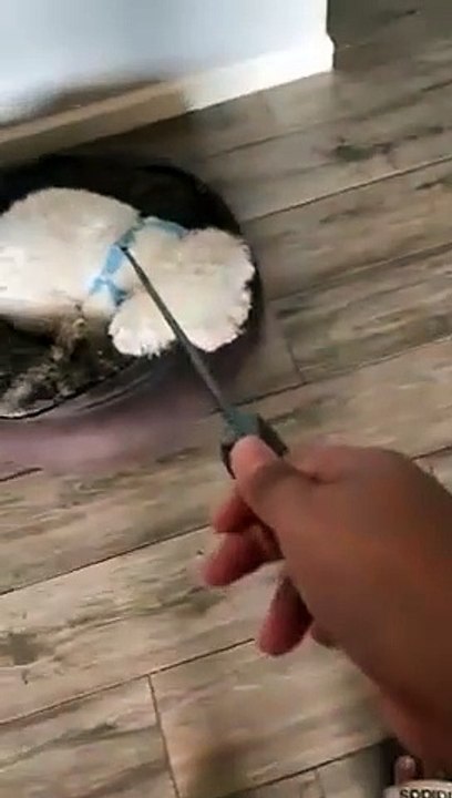 Quand ton chien veut vraiment pas aller se promener