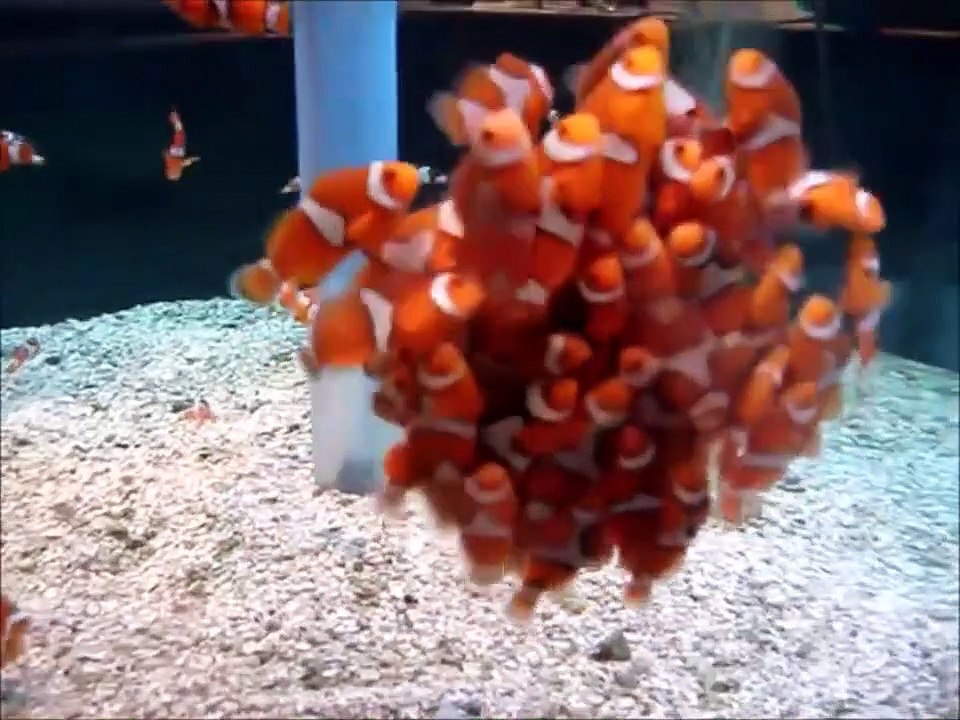 Ce banc de bébés poissons clowns est trop mignon
