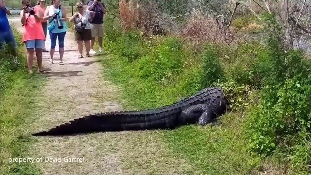 Attention, traversée de crocodiles et d'alligators