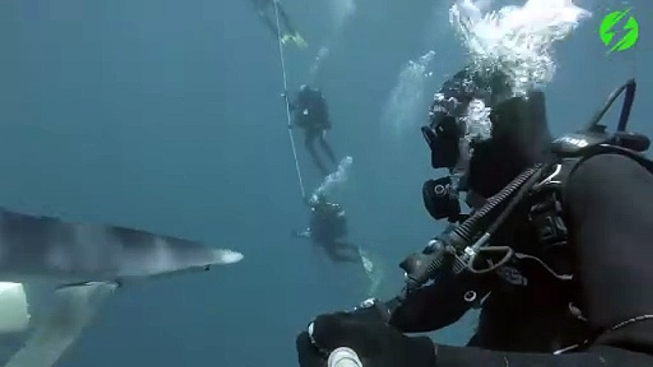 Faire un bisous à un requin... Trop mignon