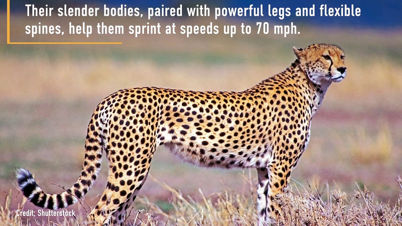 Why Are Cheetahs So Fast?