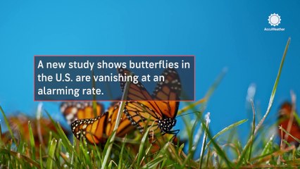 Scientists fear butterfly decline could impact US crops