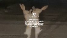 Dos liebres captadas peleando en La Herradura, al norte de San Pedro el Saucito
