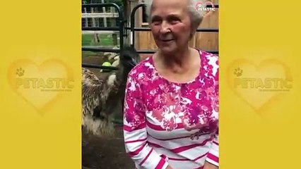 Unexpected ANIMALS Attack on Humans - Funny Animals Moments __ PETASTIC 🐾