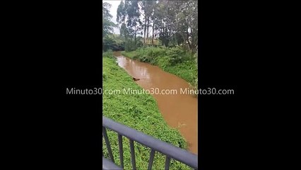 Caballo atrapado en el Rio Negro fue rescatado por Bomberos Rionegro