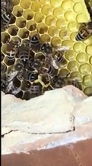 Roma: trovato gigantesco alveare in un appartamento a via Somalia, ecco come sono state salvate le api