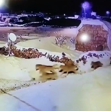 Dog takes the high ground and fends off 6 wolves attacking it